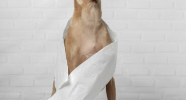 ¿Cómo usar las toallas acostumbradoras con mi cachorro?