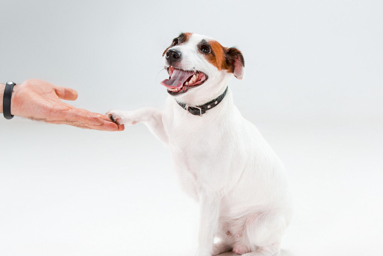¿Cómo enseñar a mi perro a dar la pata?