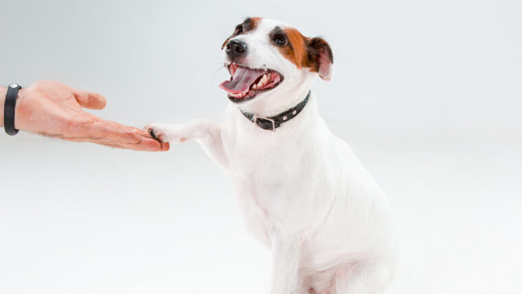 ¿Cómo enseñar a mi perro a dar la pata?