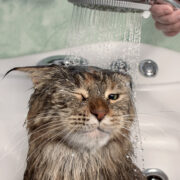 ¿Por qué los gatos le temen al agua?