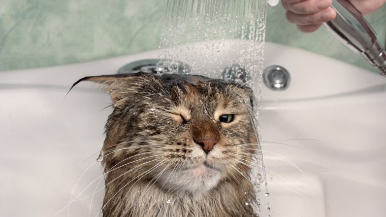 ¿Por qué los gatos le temen al agua?