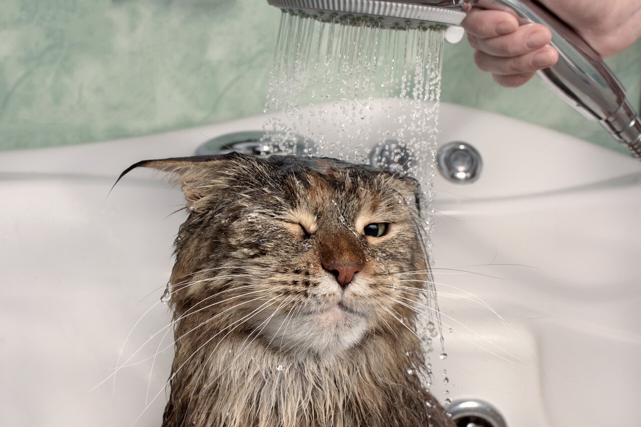 ¿Por qué los gatos le temen al agua?
