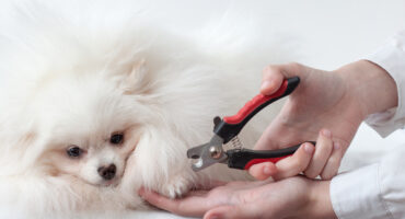 ¿Qué necesito para cortar las uñas de mi mascota?