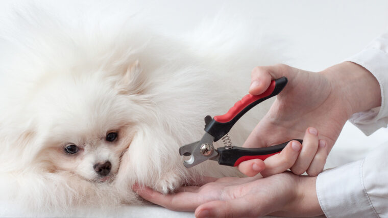¿Qué necesito para cortar las uñas de mi mascota?