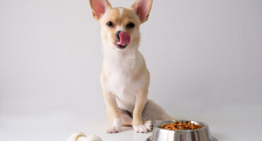 ¿Tu peludito suele sufrir de reflujo?